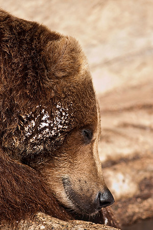 Grizzly Bear-9386.jpg