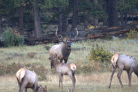 Elk