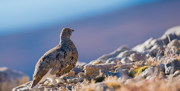 Ptarmigan-04396