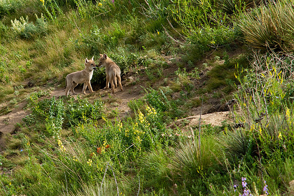 Coyote Pups-9157