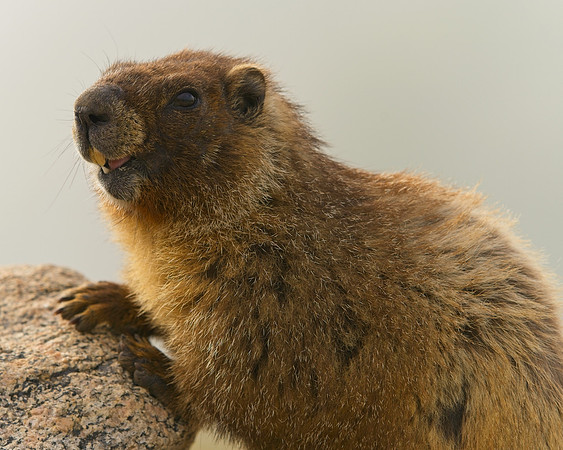MT EVANS 8-6 (272)