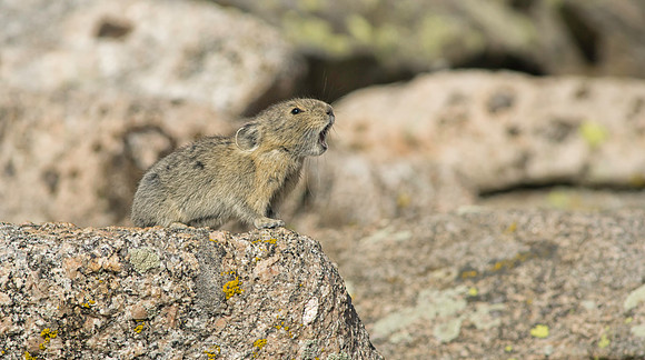 Pika Barking-3182-2