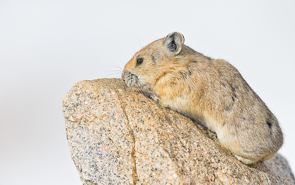 Pika-00505