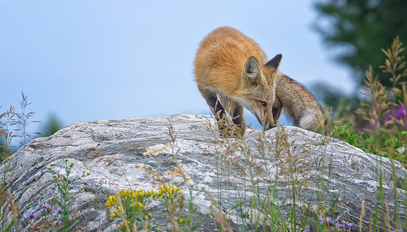 Red Fox-6531-1
