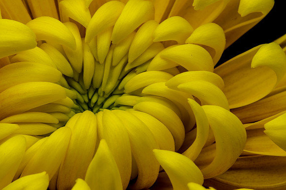 Floral Macro-06198