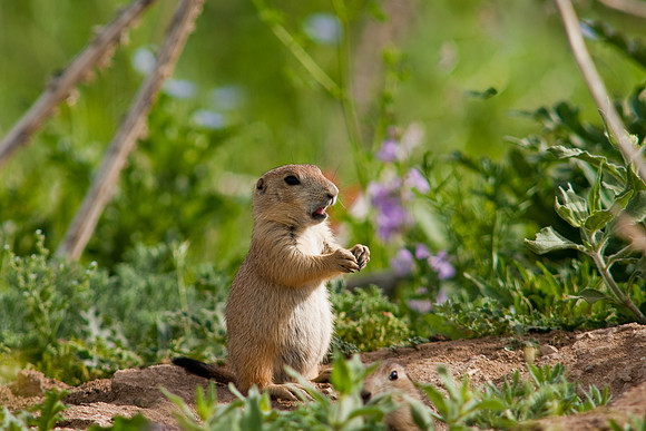 Prarie Dog-9853