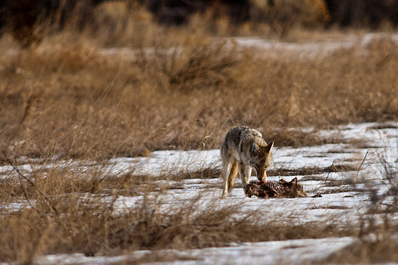 Coyote-9512.jpg