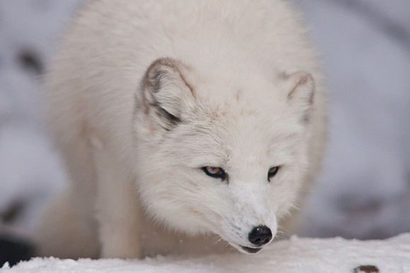 Arctic Fox-9012.jpg
