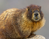 Mt Evans 8-21 (325)