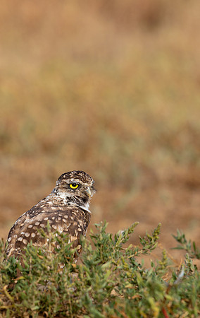 Burrowing Owl-0176