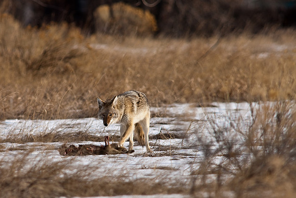 Coyote-9661.jpg