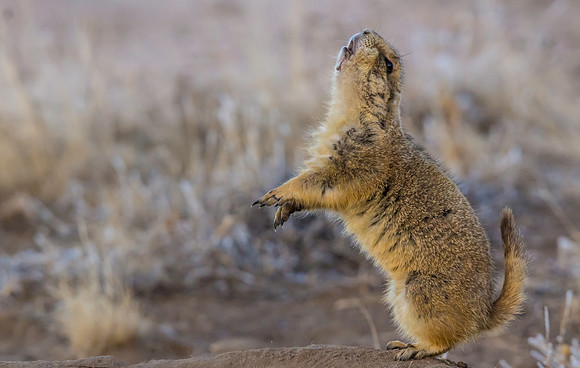 Prairie Dog Dancing-2436