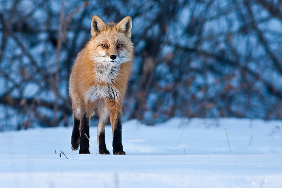 Red Fox-00134