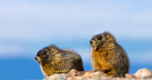 Baby Marmots-3267