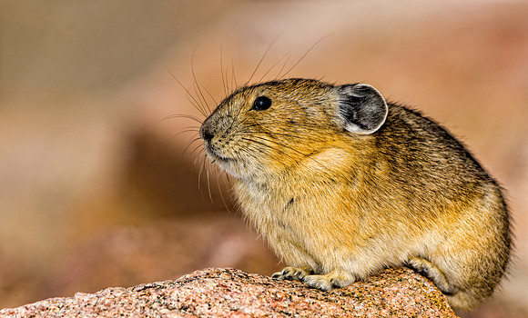 Pika-5309-5309