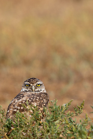 Burrowing Owl-0204