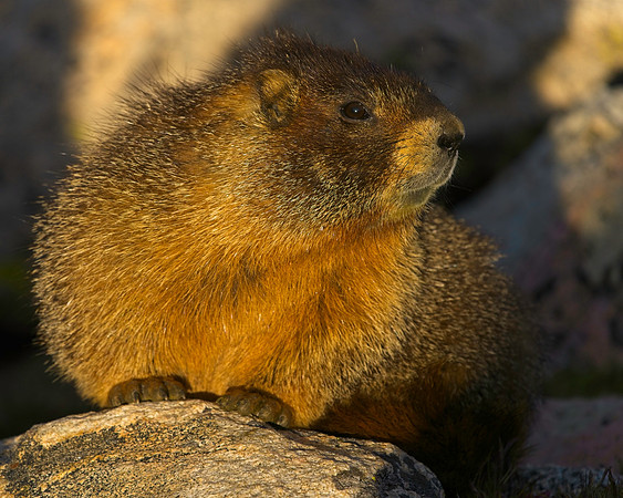 MT EVANS 8-20 (95)