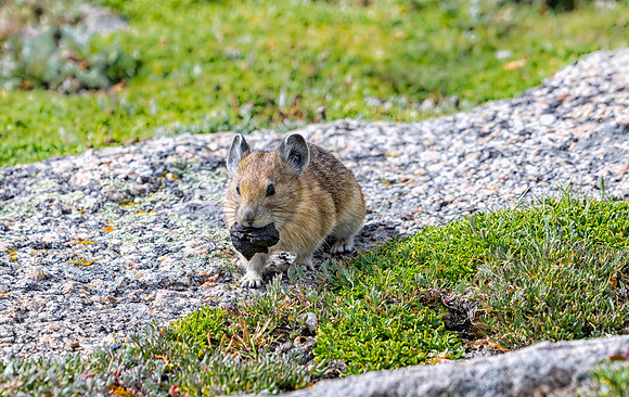 Pika-9626-1