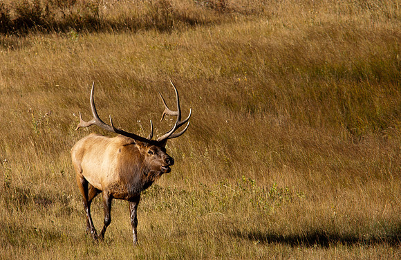 Bull-3166