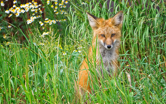 Red Fox-6750-1
