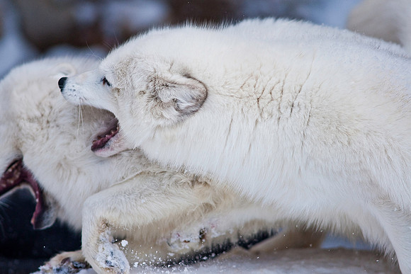 Arctic Fox-9234.jpg