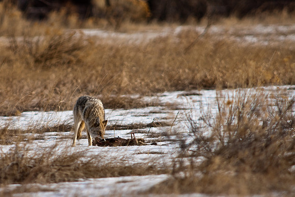 Coyote-9505.jpg