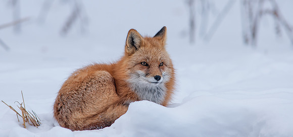 Snow Grumpy-7333-2