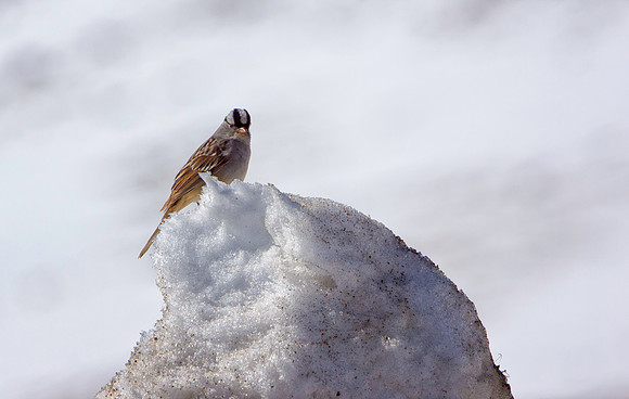 Alpine Bird-7357-1