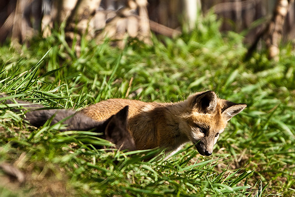 Fox Kit-5319