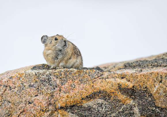 Pika-00492