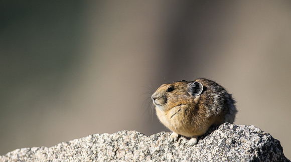 Pika-05260