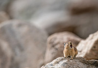 Pika Barking-04309