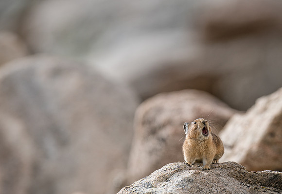 Pika Barking-04309