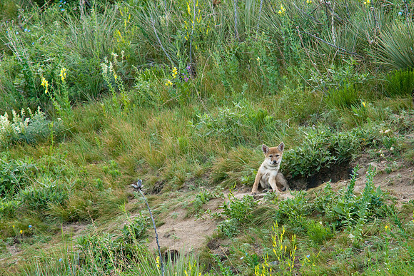 Coyote Pups-8673