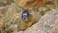 Marmot Baby -0127-1