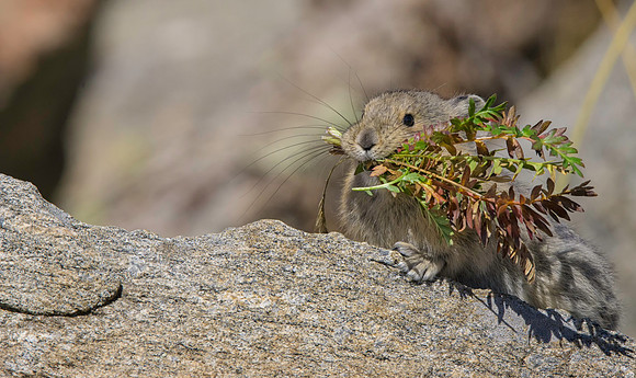 Pika with Hay-4124-2