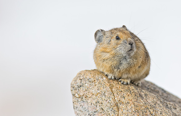 Pika-00521