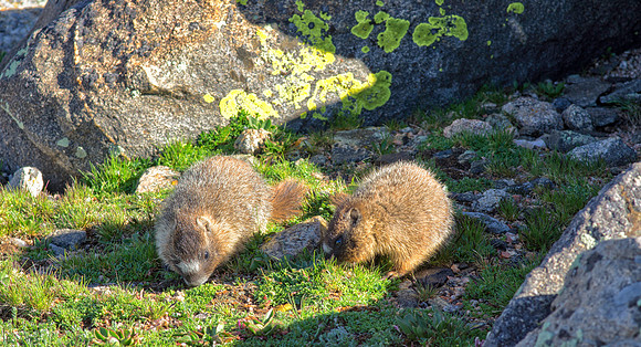 Marmot Babies Eating-0016-1