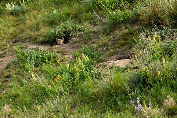 Coyote Pups-8909