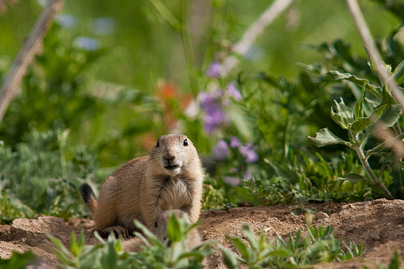 Prarie Dog-9859