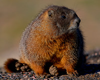 Marmots