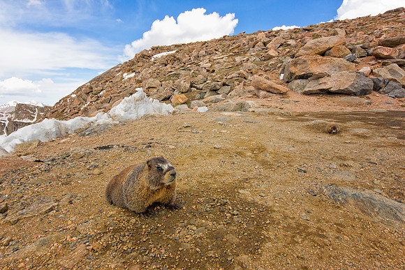Marmot Pups-8710-12mm-1