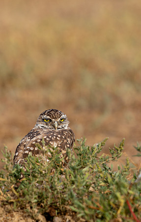 Burrowing Owl-0090