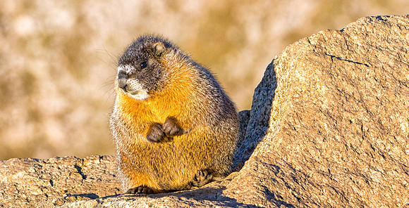Baby Marmot-7617-