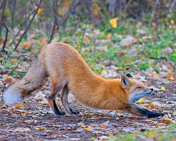 Red Fox-5219