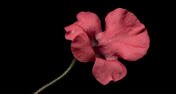 Floral Macro-06163