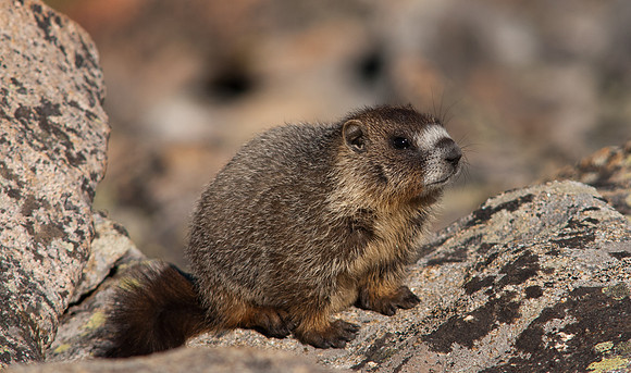 Baby Marmot-8389