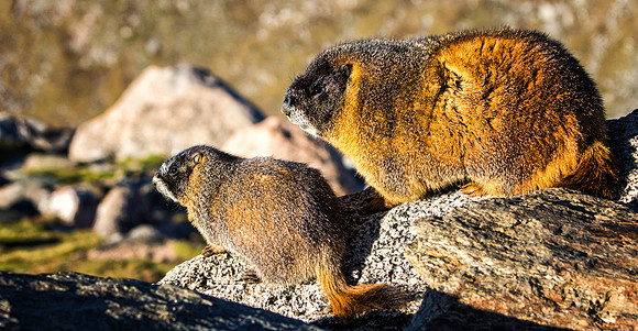 Baby Marmot with Parent-7828-