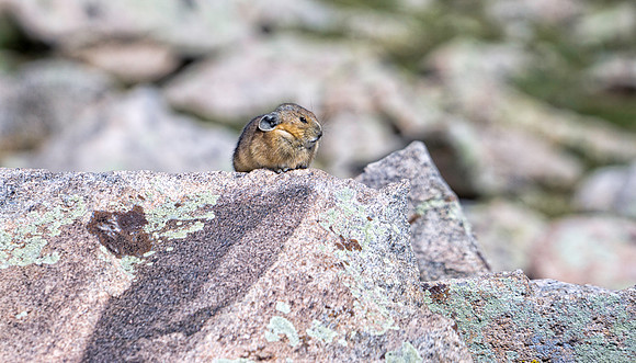 Pika-9103-1