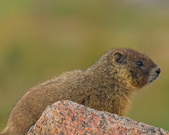 Mt Evans 8-21 (732)